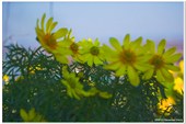 донской берег 2009_(маликова)_00040